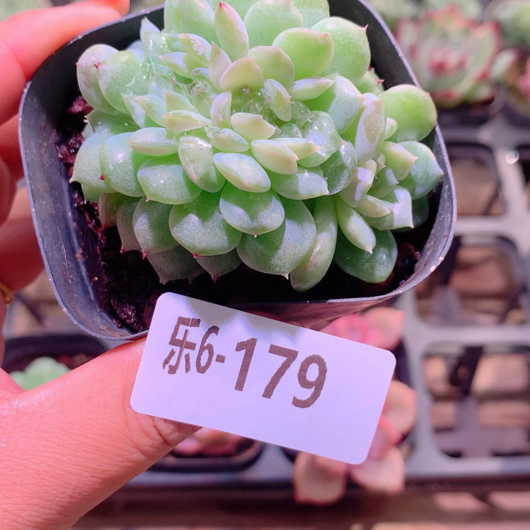 乐然6-179 新品缀化