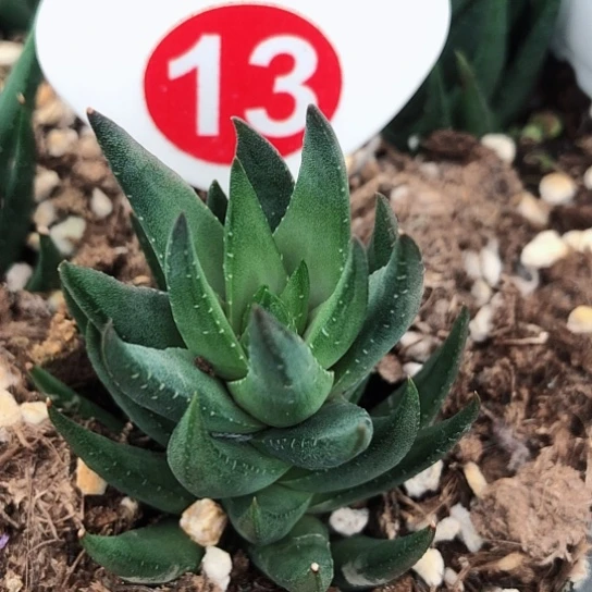 阳**园青铜硬叶多肉多多