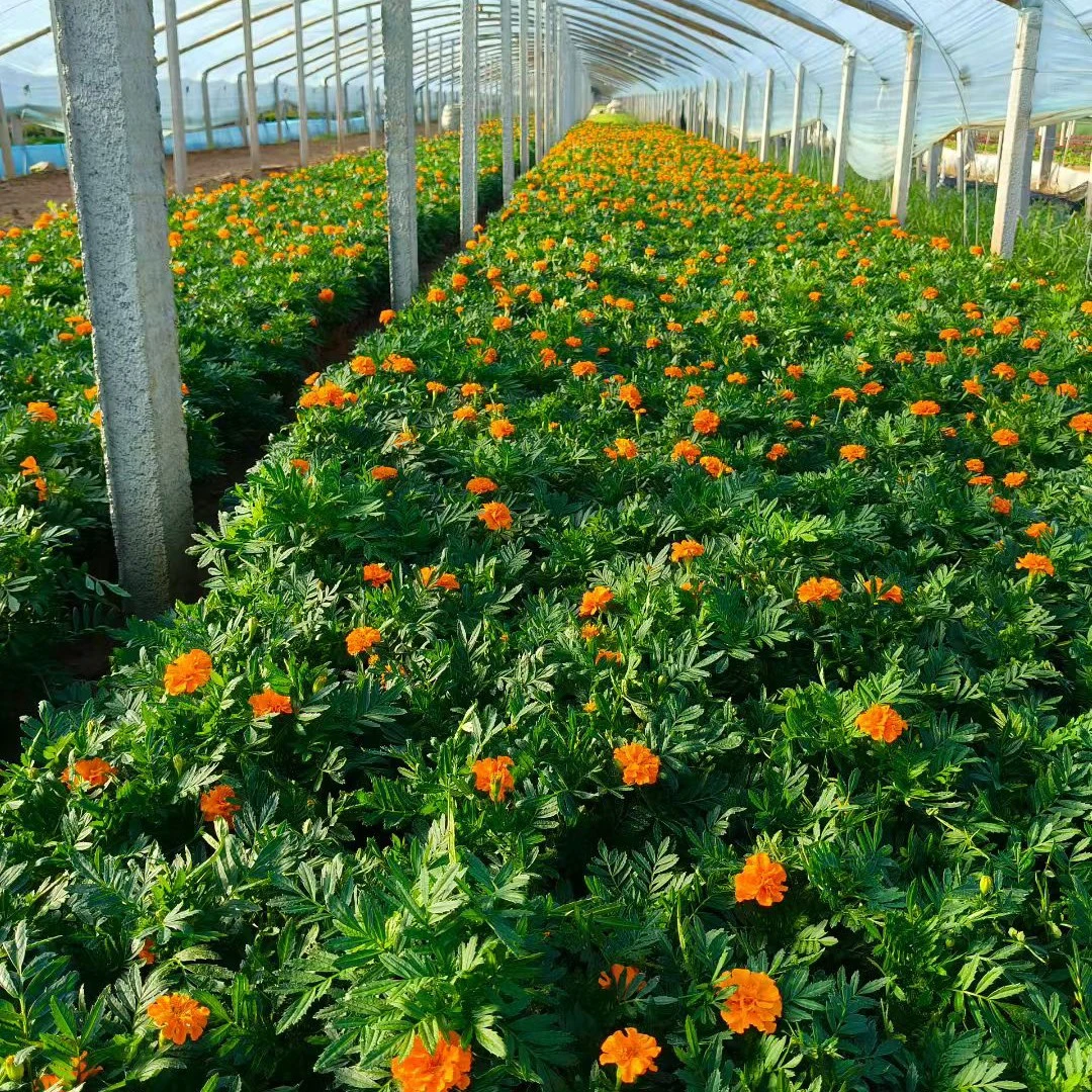 盆栽孔雀草 4盆花苗橘红➕黄  四季耐旱花期长适合阳台庭院绿化