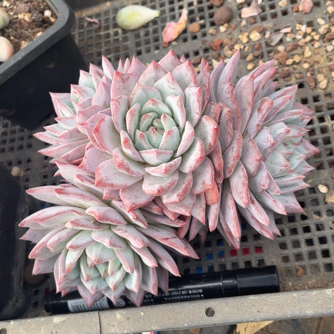 无砍粉蓝鸟冠幅15 公分一物一拍