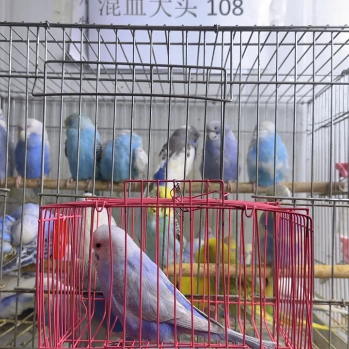 虎皮鹦鹉大头鹦鹉