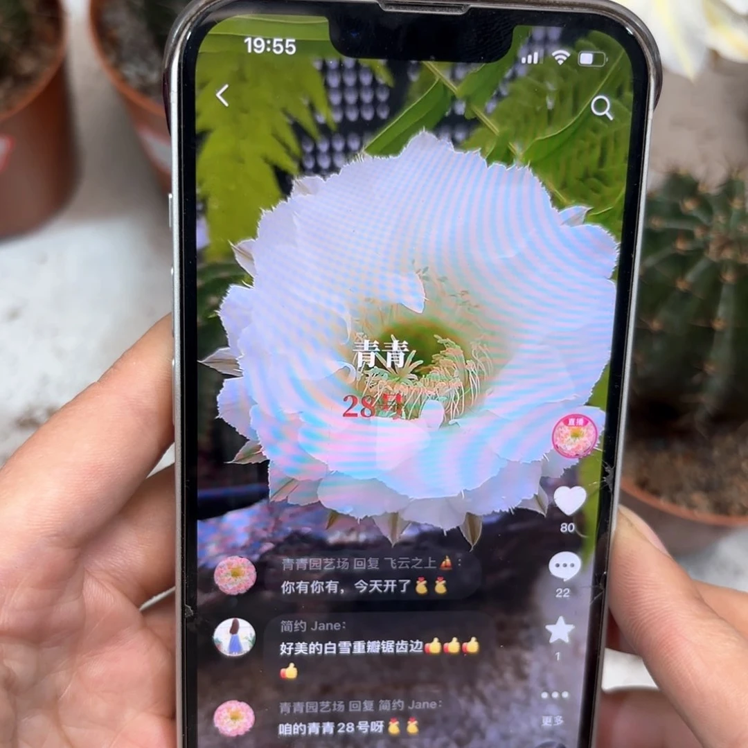 彩草28号5.5公分左右