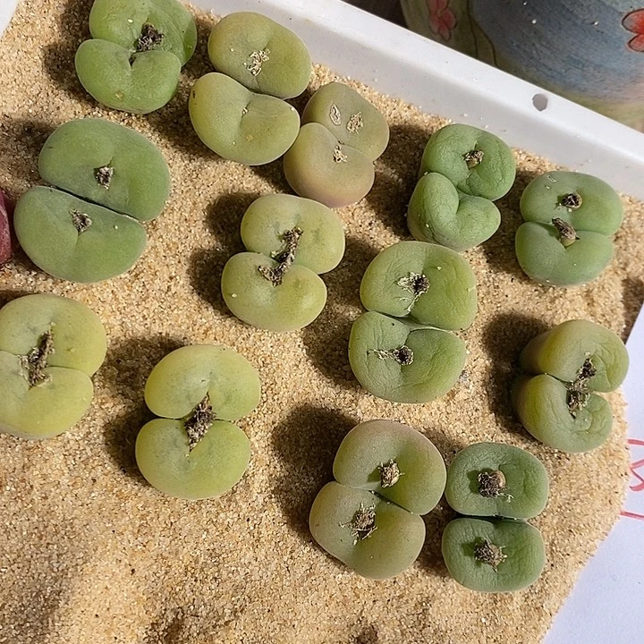 3310。 一颗双头孔卡佛。