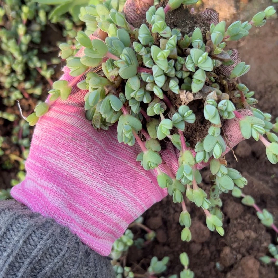 多set哟哟哟哟哟哟