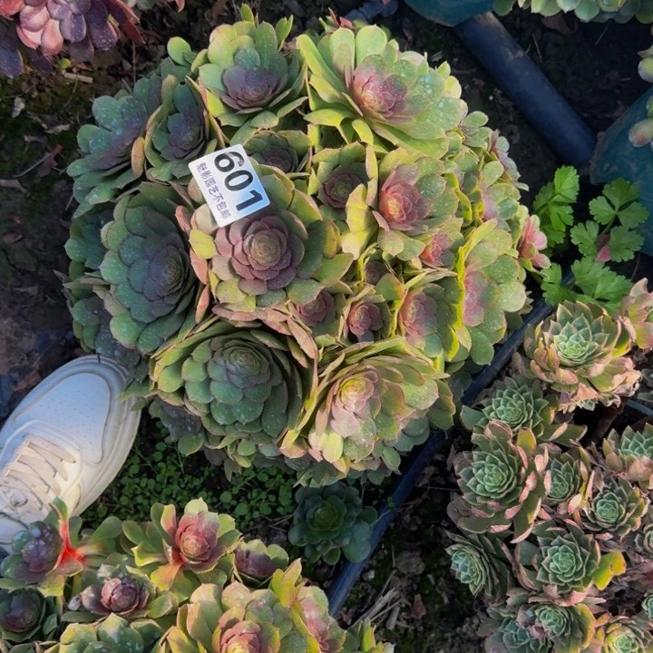 万圣节花27-36包邮花花