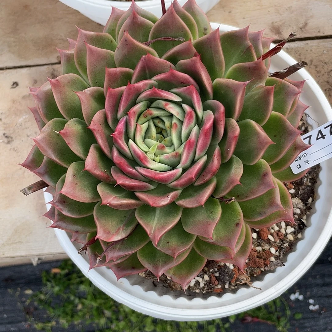 若如东云单拍B747