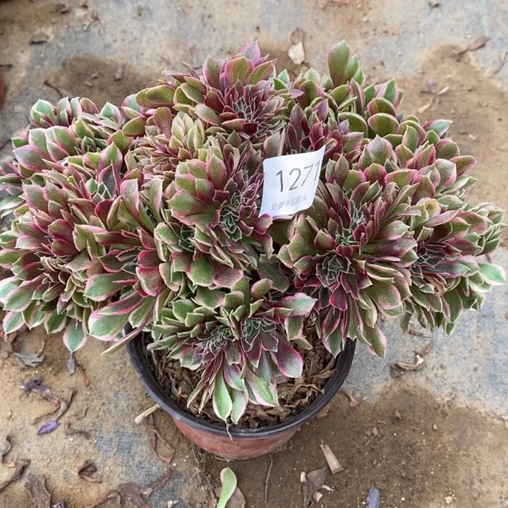 女神多肉断头不包1271