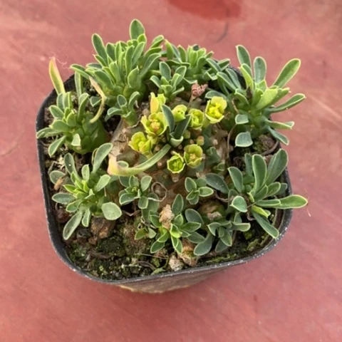 峨眉山群6仙人球