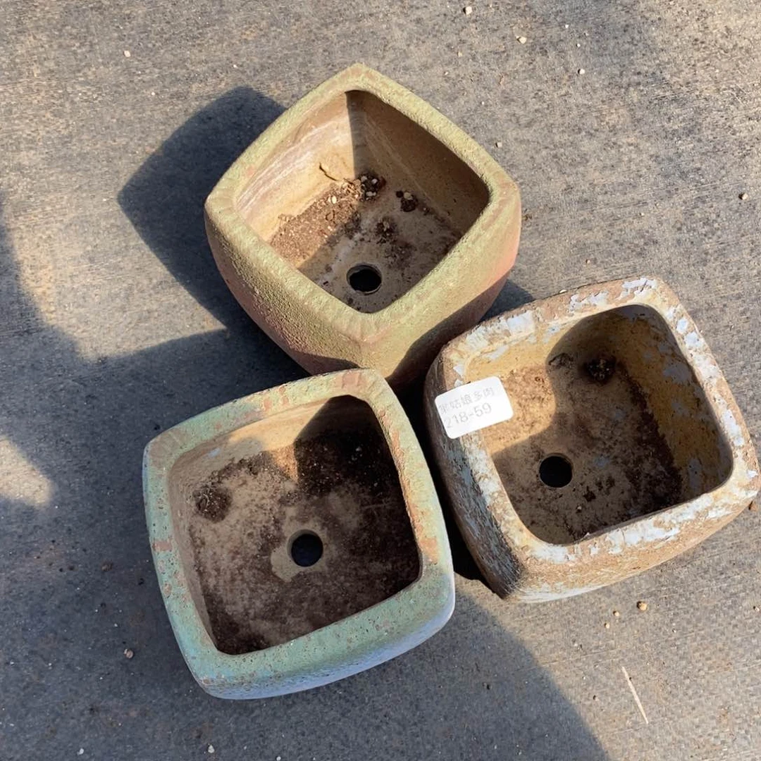 红陶韩***肉59号多肉盆三个组合