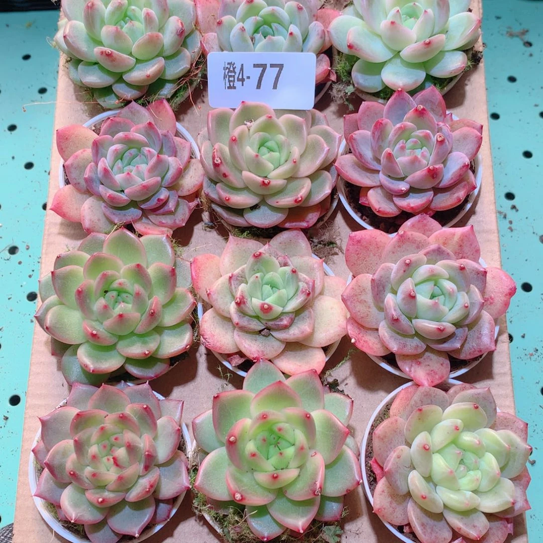 4-77一物一拍多肉带盆18颗