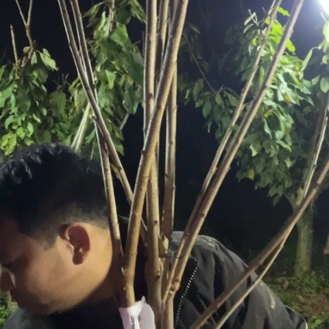 心***宇当前无花栽培后可以开花162