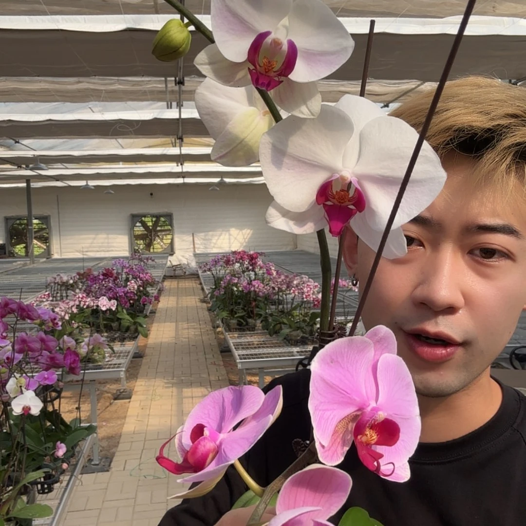 完全开放明日之星加白花红心