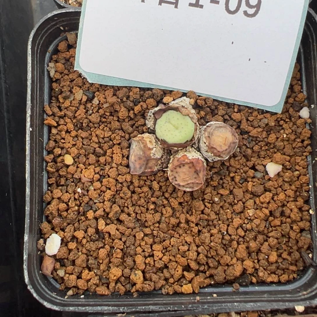 1-09奶油嘴多肉植物