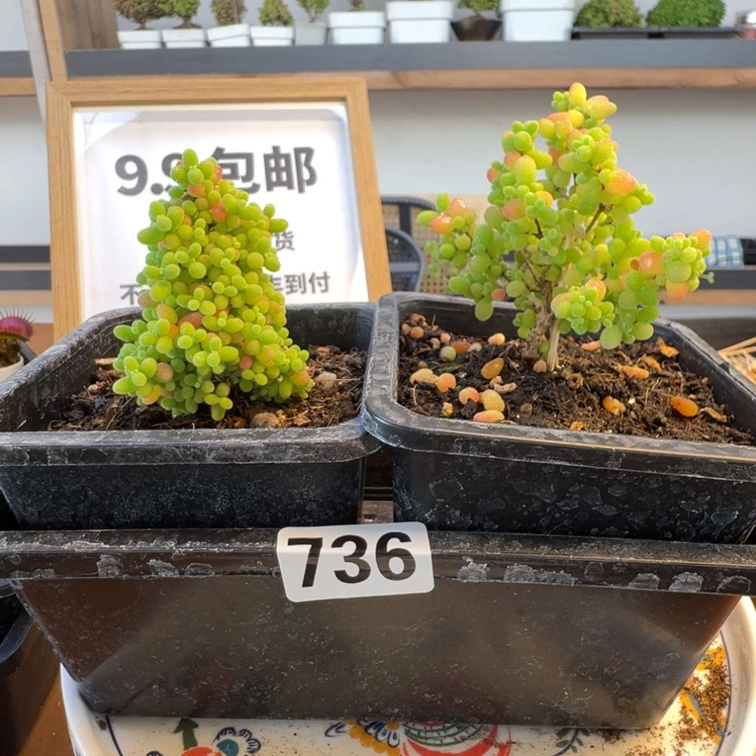 枝干番杏多肉植物736