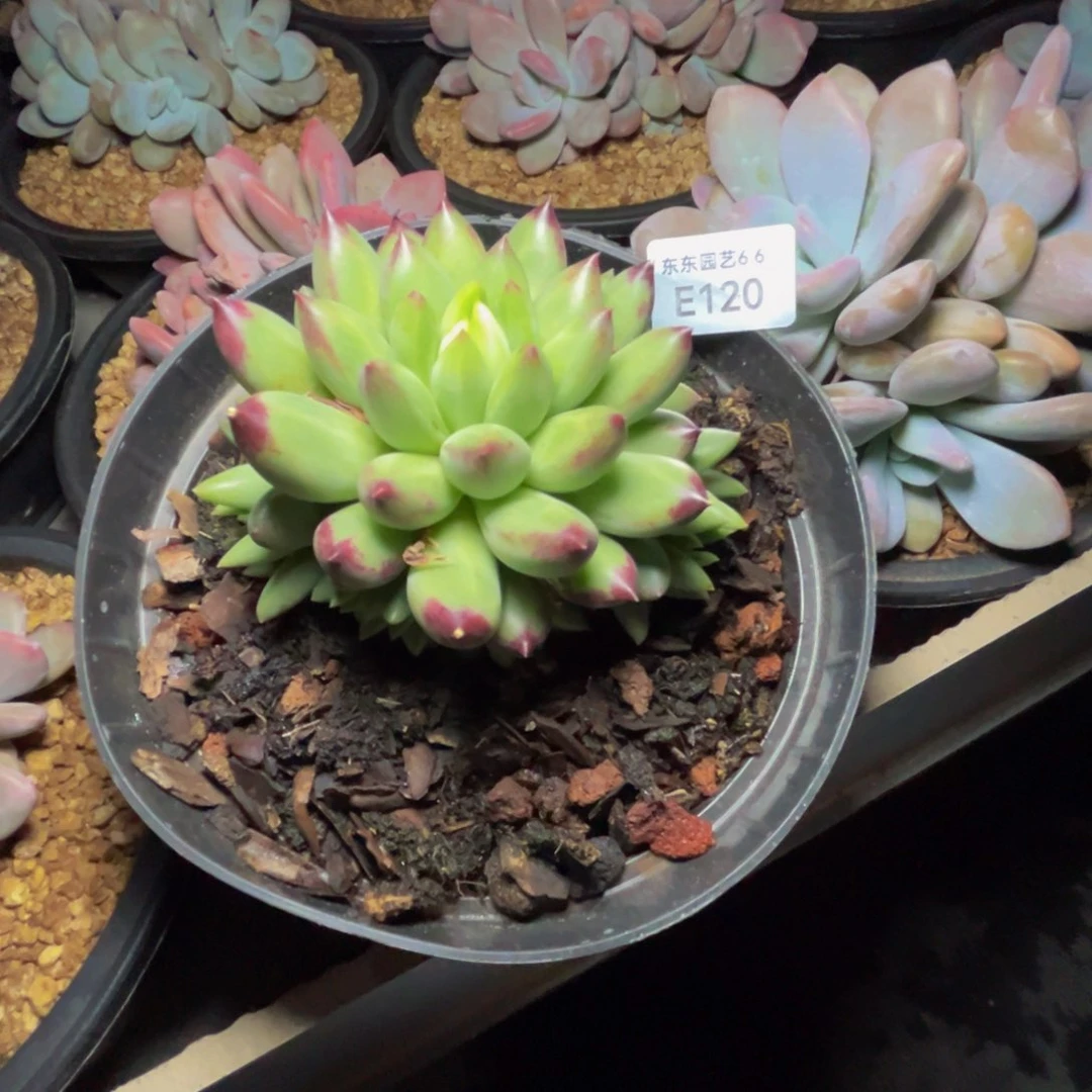 喵**咪e e e e e e e e e 120