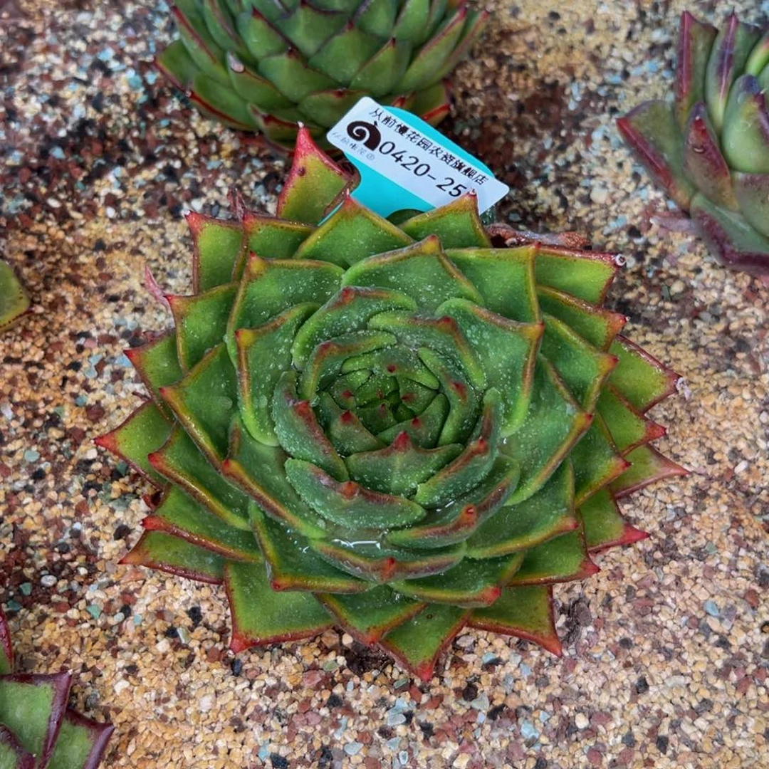 多肉一物一拍0420-258