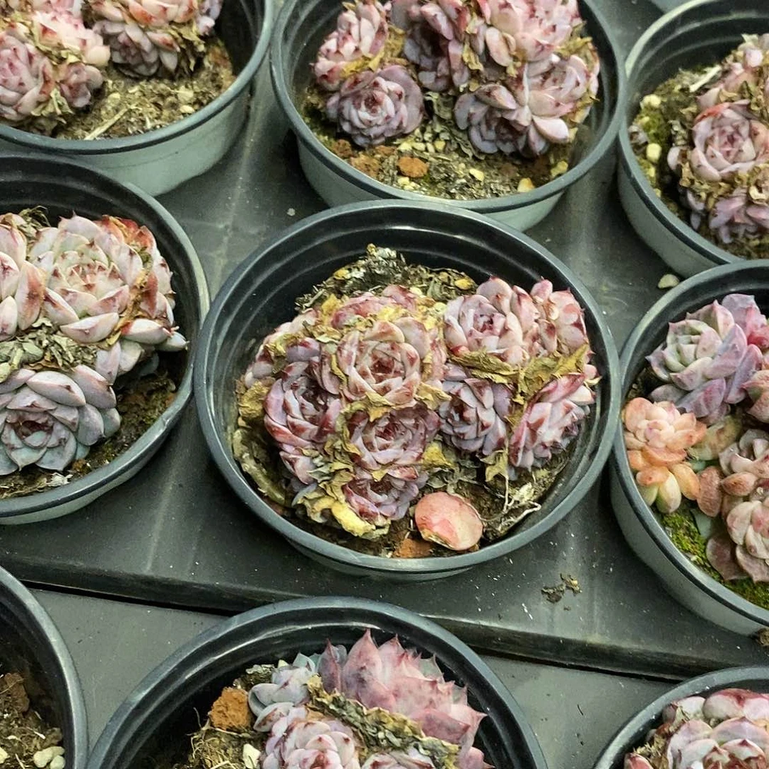 06。天鹅绒。福利多多