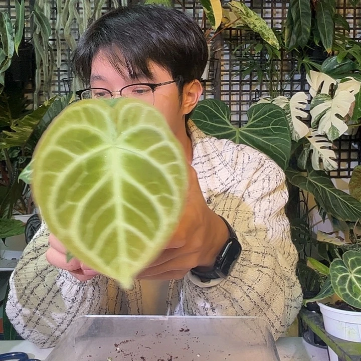 完全开放B17铜锣烧