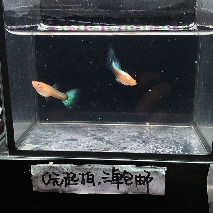 孔雀鱼黄化鸥翼一对