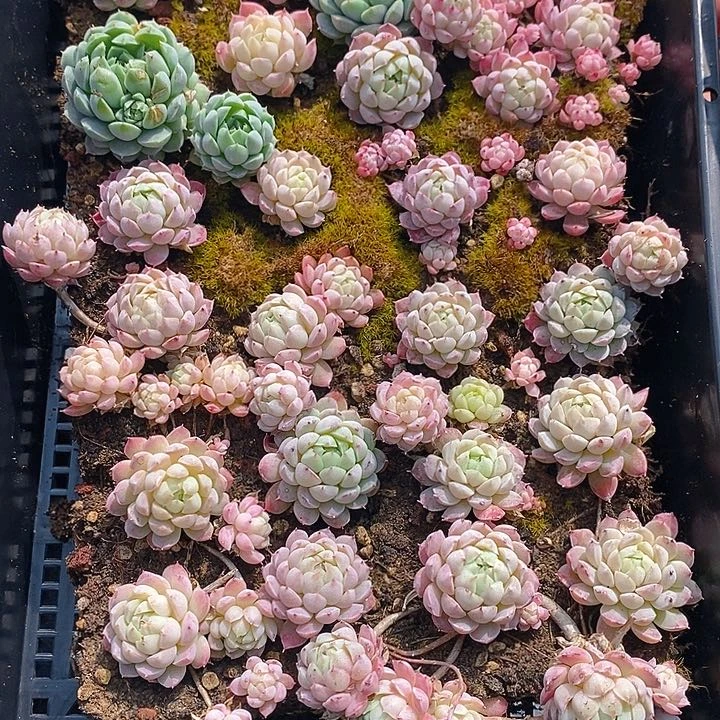 61 多肉植物盆栽花卉植物