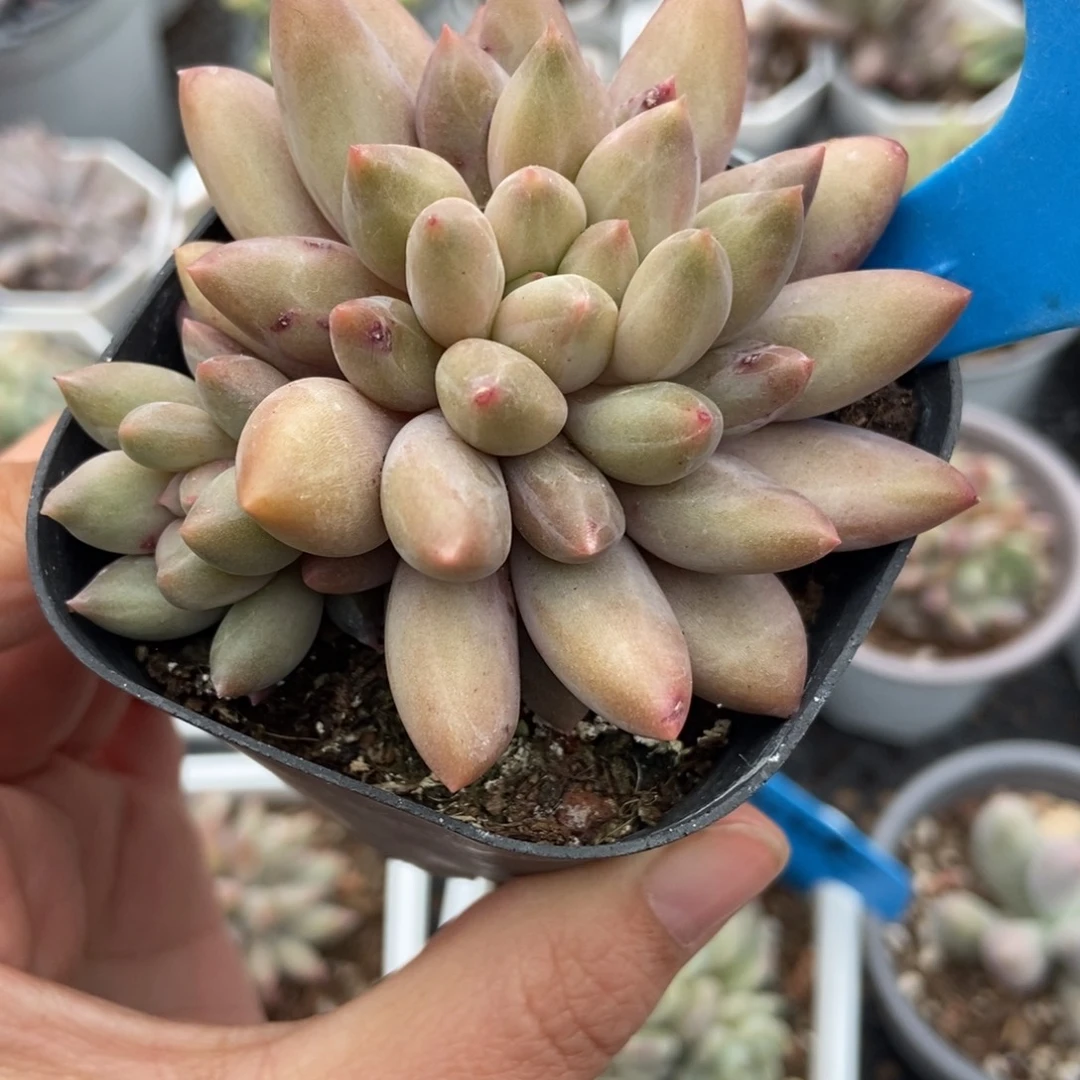 1008水晶球多肉植物