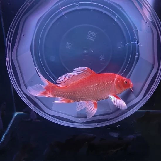 海水鱼红色普身蝴蝶鲤