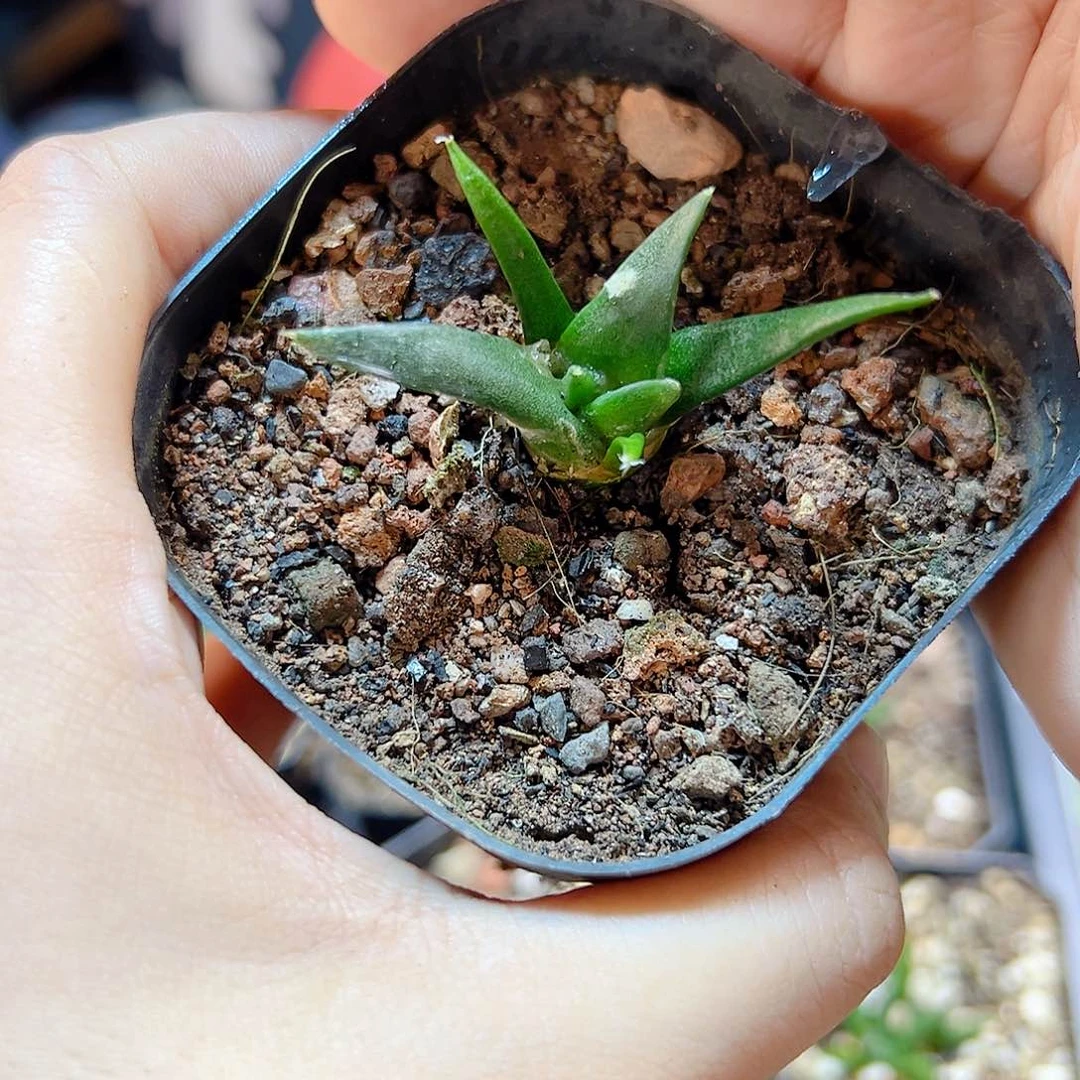 实生细尤龙牙带盆3公分比较缺水