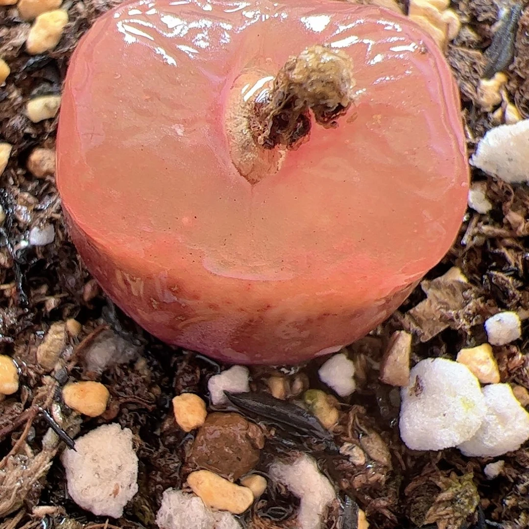 【闪购商品】258 超毛多肉