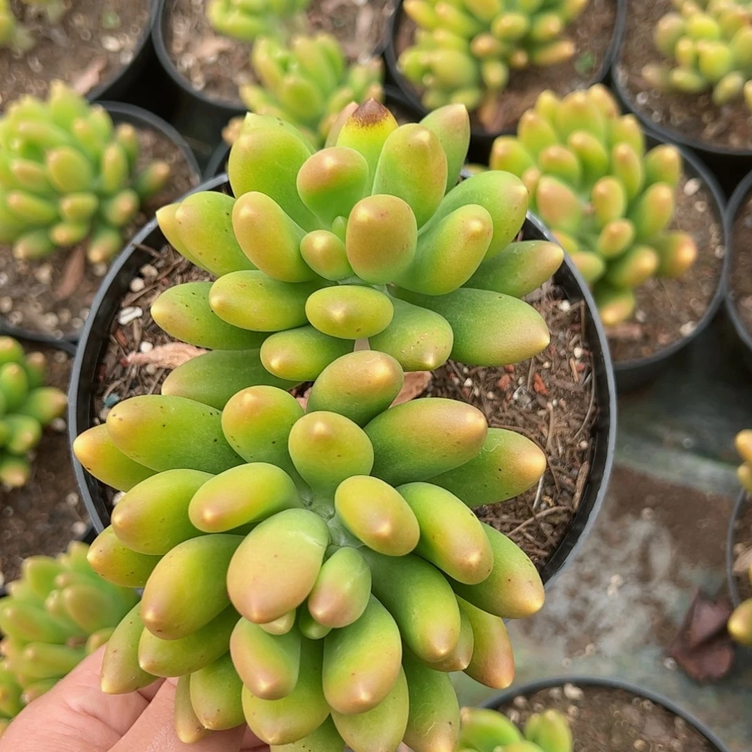 金蝉双头老桩整桩