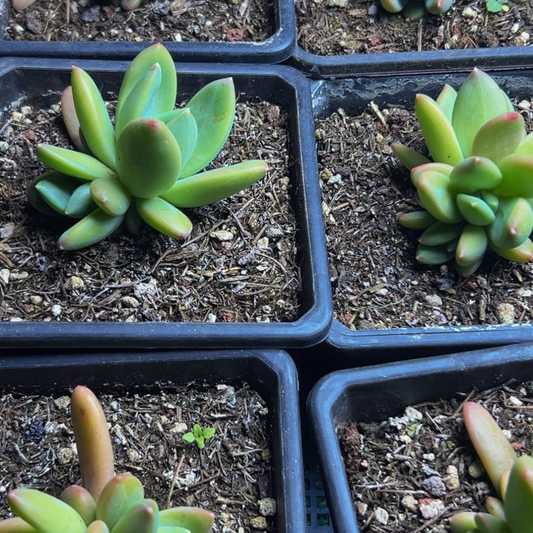 10颗美人系列多肉植物福利款