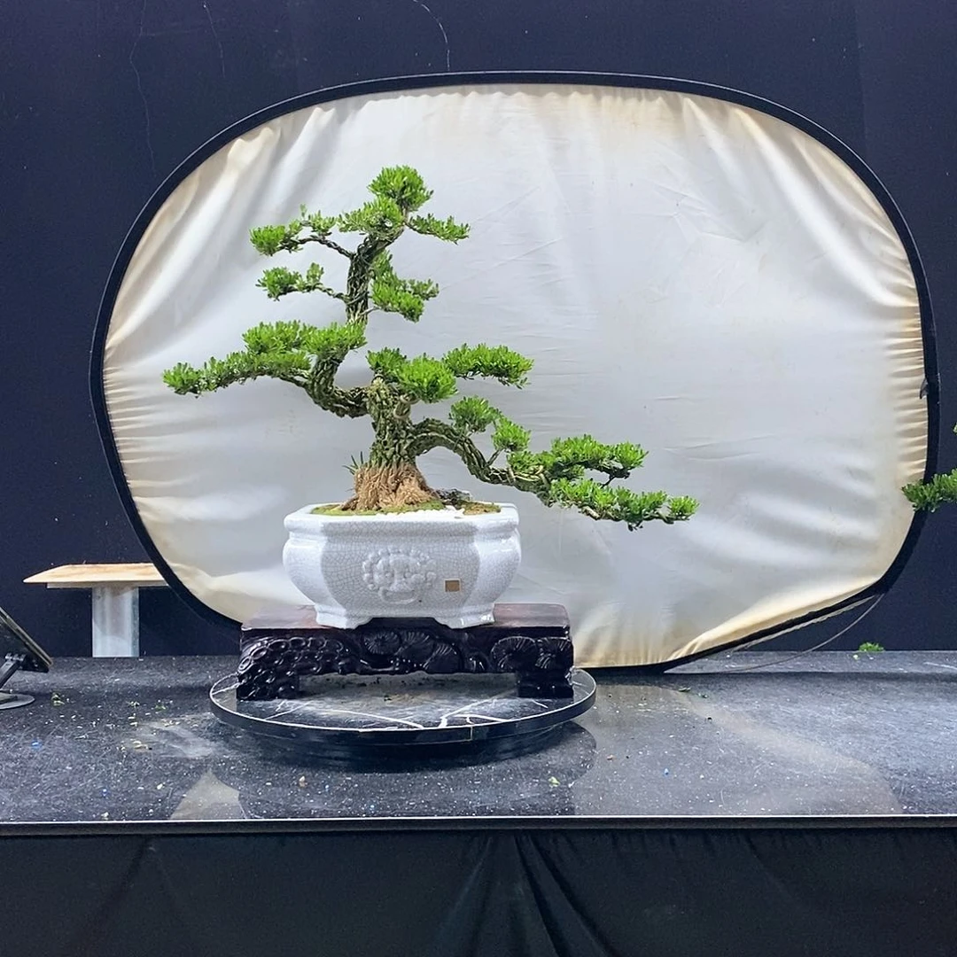 无花朵精品黄杨盆景