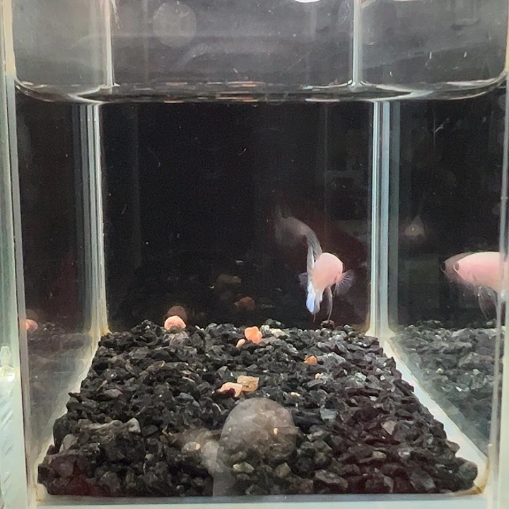 斗鱼竞拍跑单拉黑60