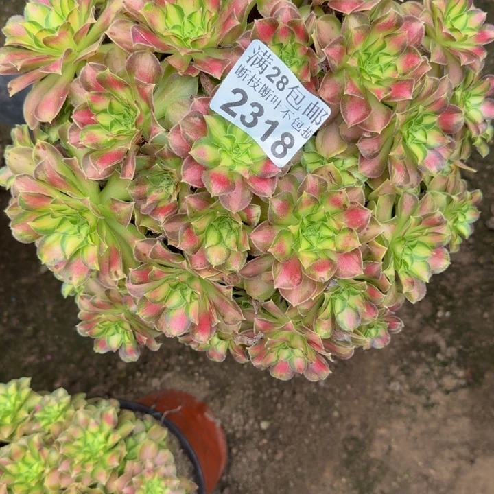 2318韶华多肉植物