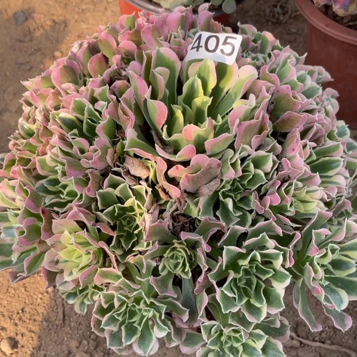 完全开放405多肉植物白凤