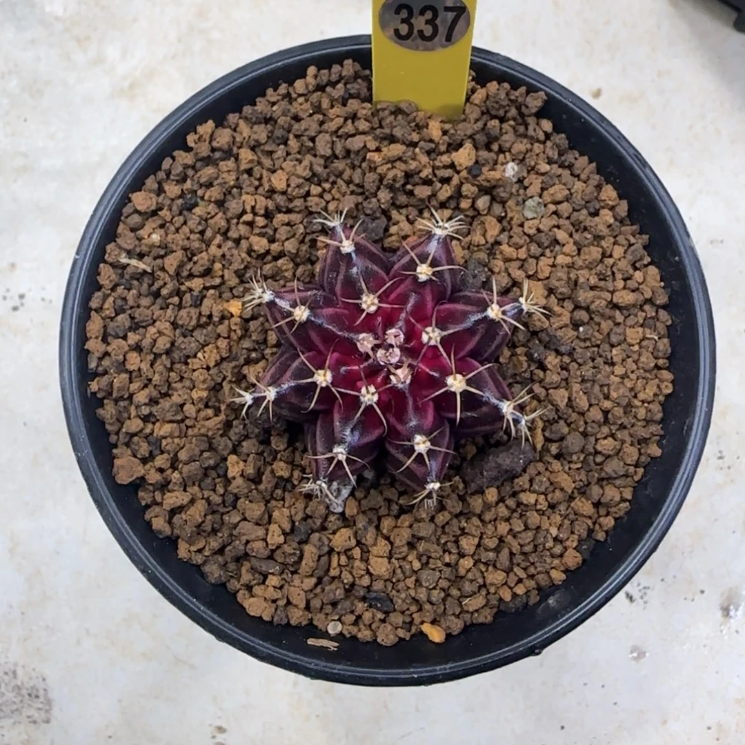 337号实生红酒福利价