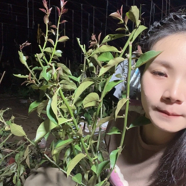 1***552两颗叶仙哈哈哈哈哈