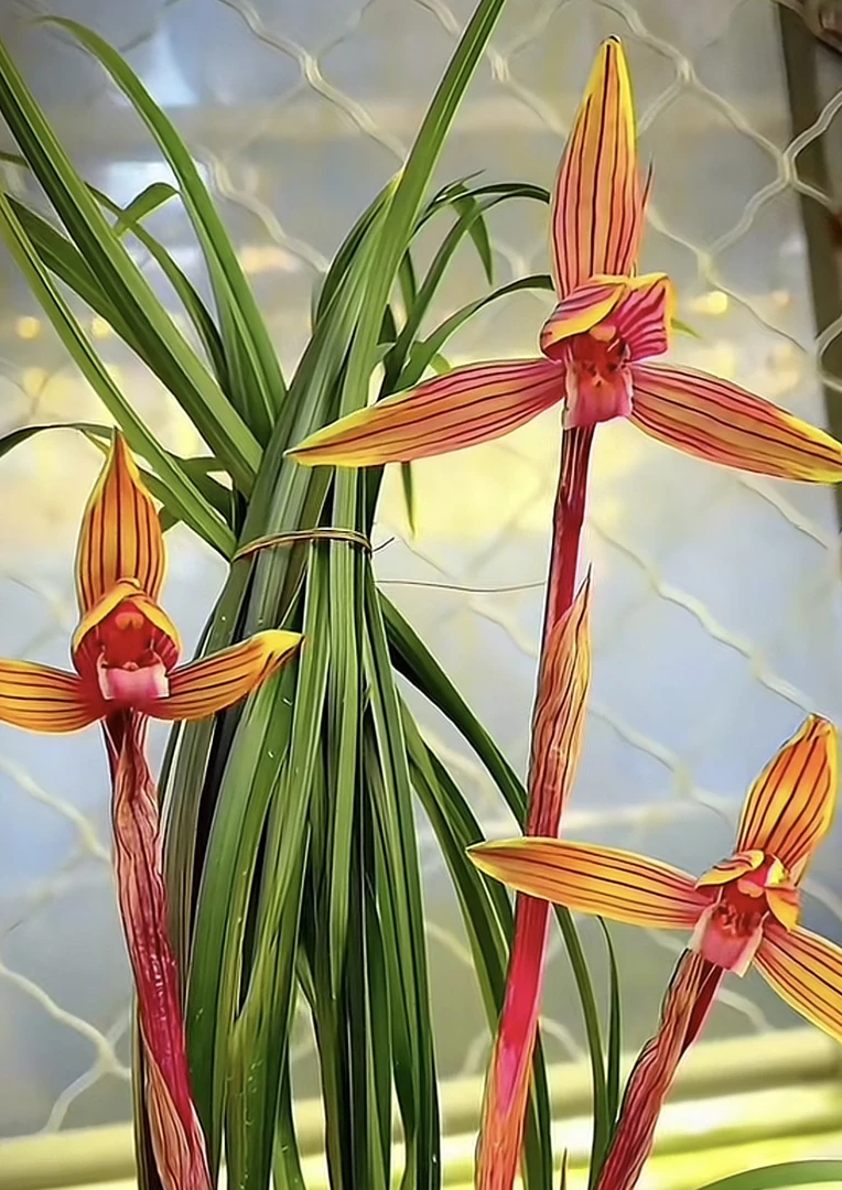 中东红钻-春兰组培苗-硬化8个月-连体2苗-人工养殖