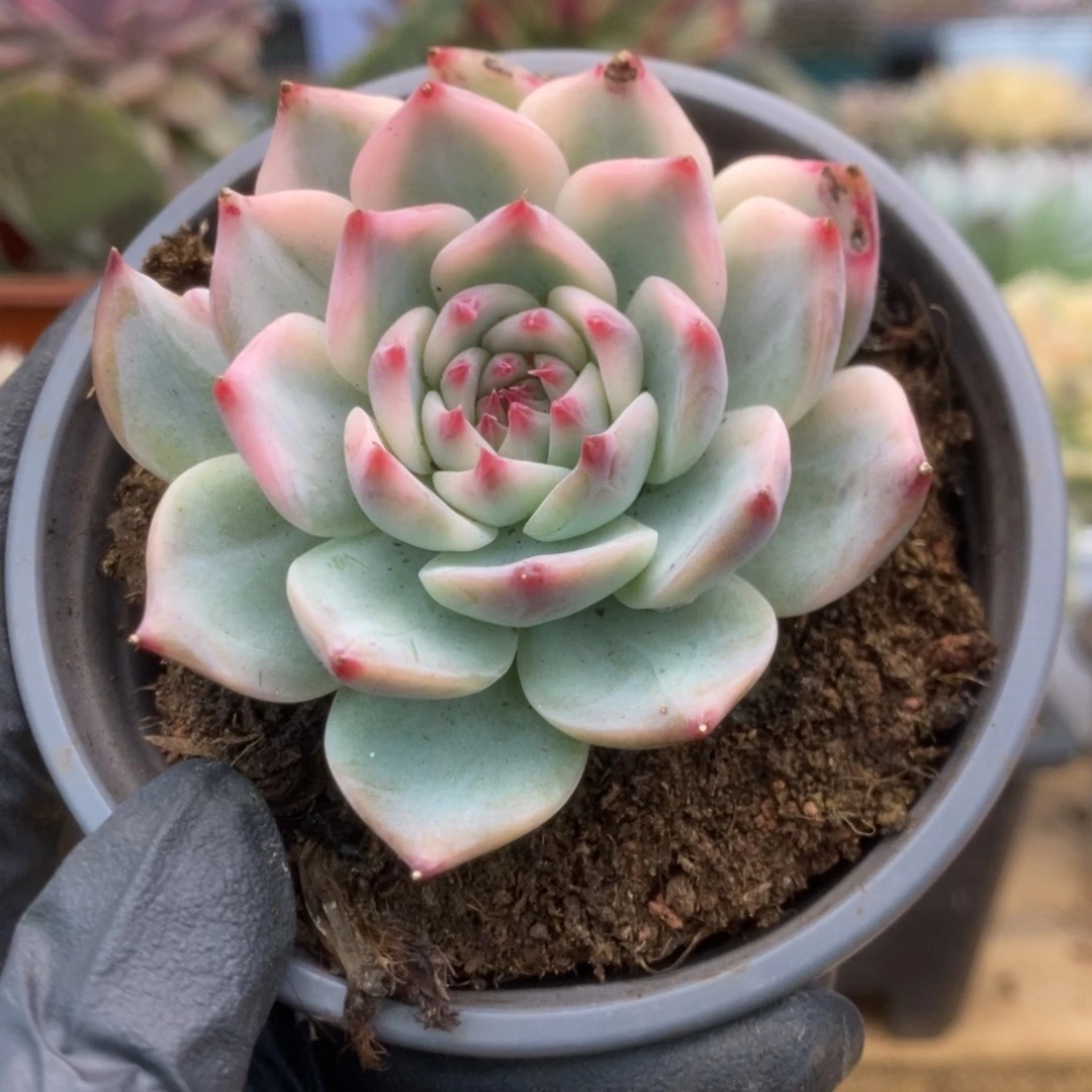 006锦锦锦锦锦锦锦锦锦