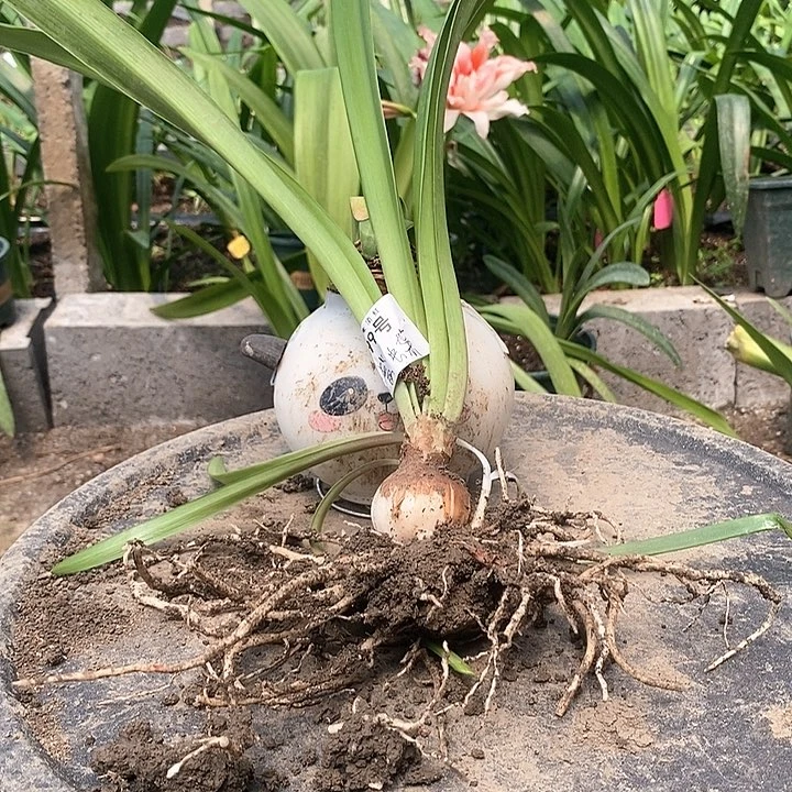 全部花朵紫蝶带侧福利699号