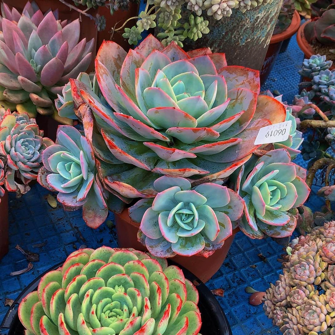 不***弃    血凤多肉06019