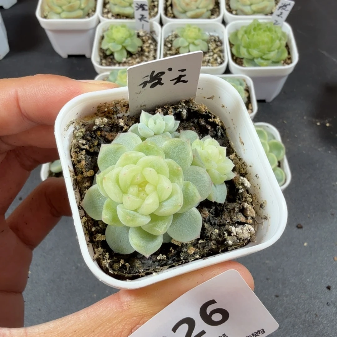 我***y泼天富贵1一物一拍026