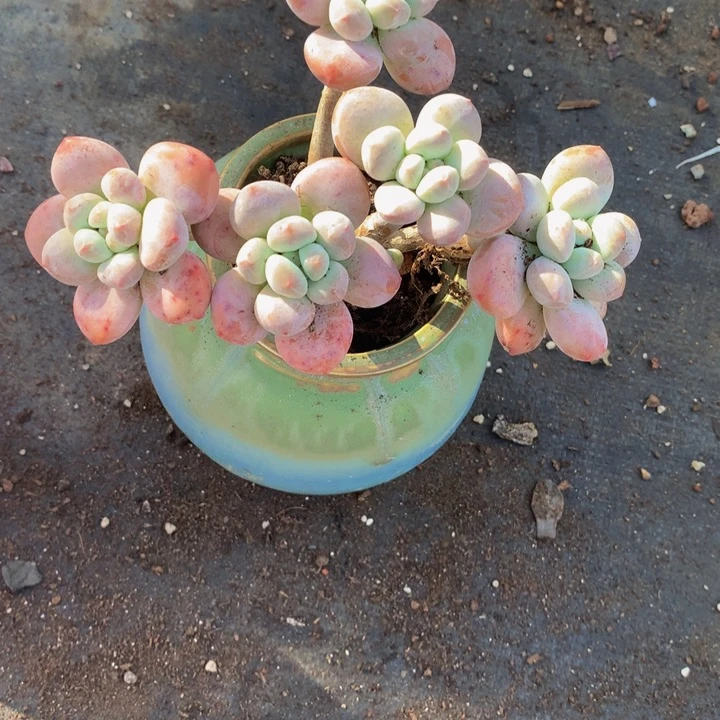 香水老桩。