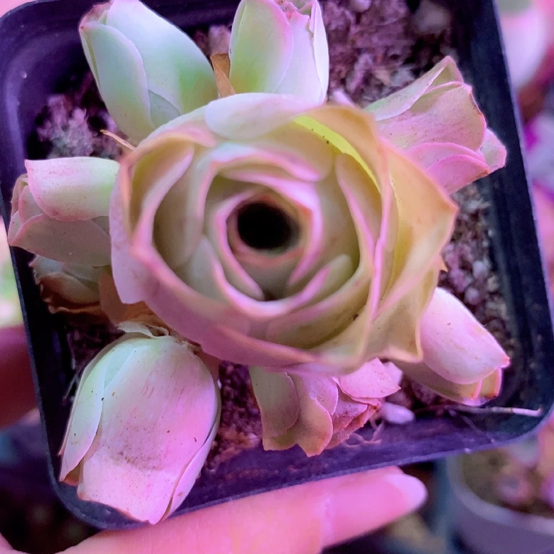 山地玫瑰一物一拍131姝帕