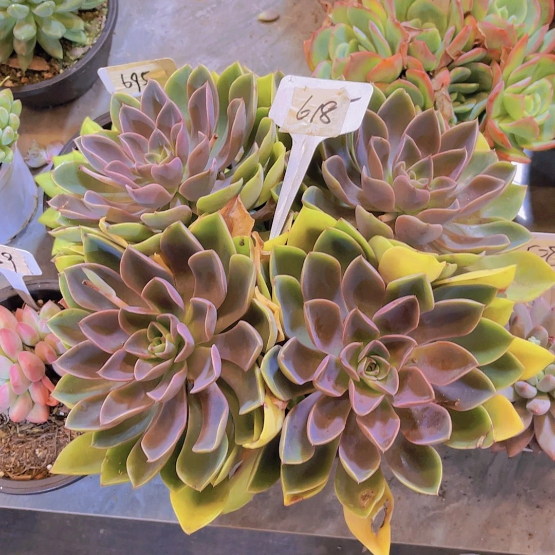 康****000000000000000618