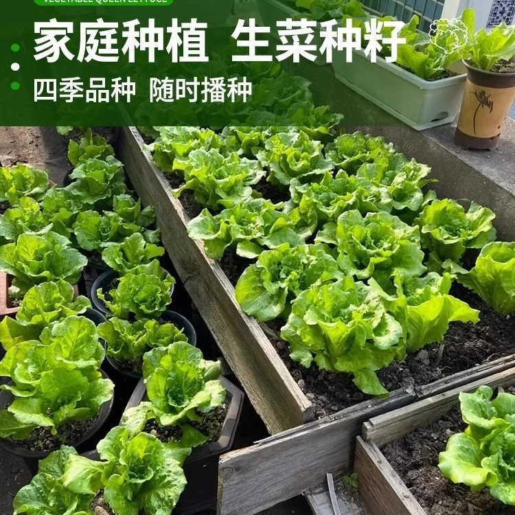 【全店满5包包邮】四季大速生生菜种子
