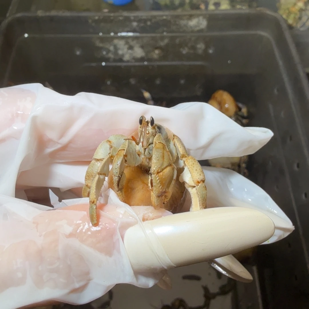 海水樱花专拍 1.5口