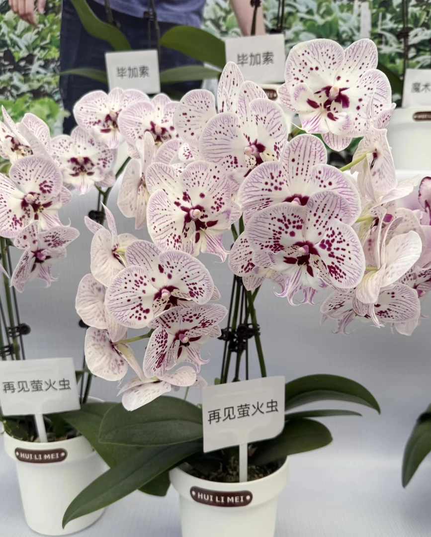 再见萤火虫蝴蝶兰3.5寸杯（带花剑）（大花舌）欧品小高货