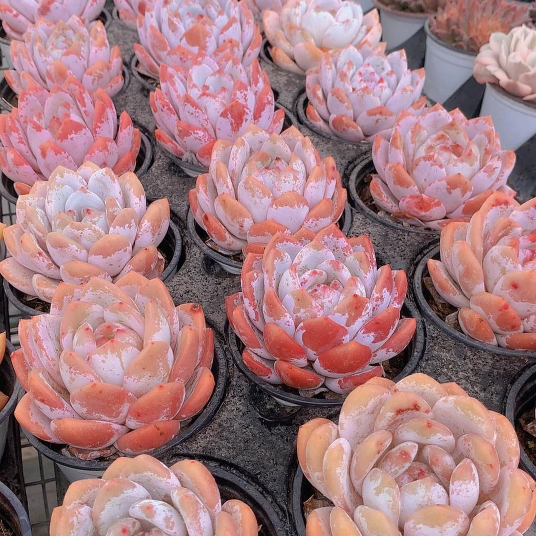 嫦娥23467889900000