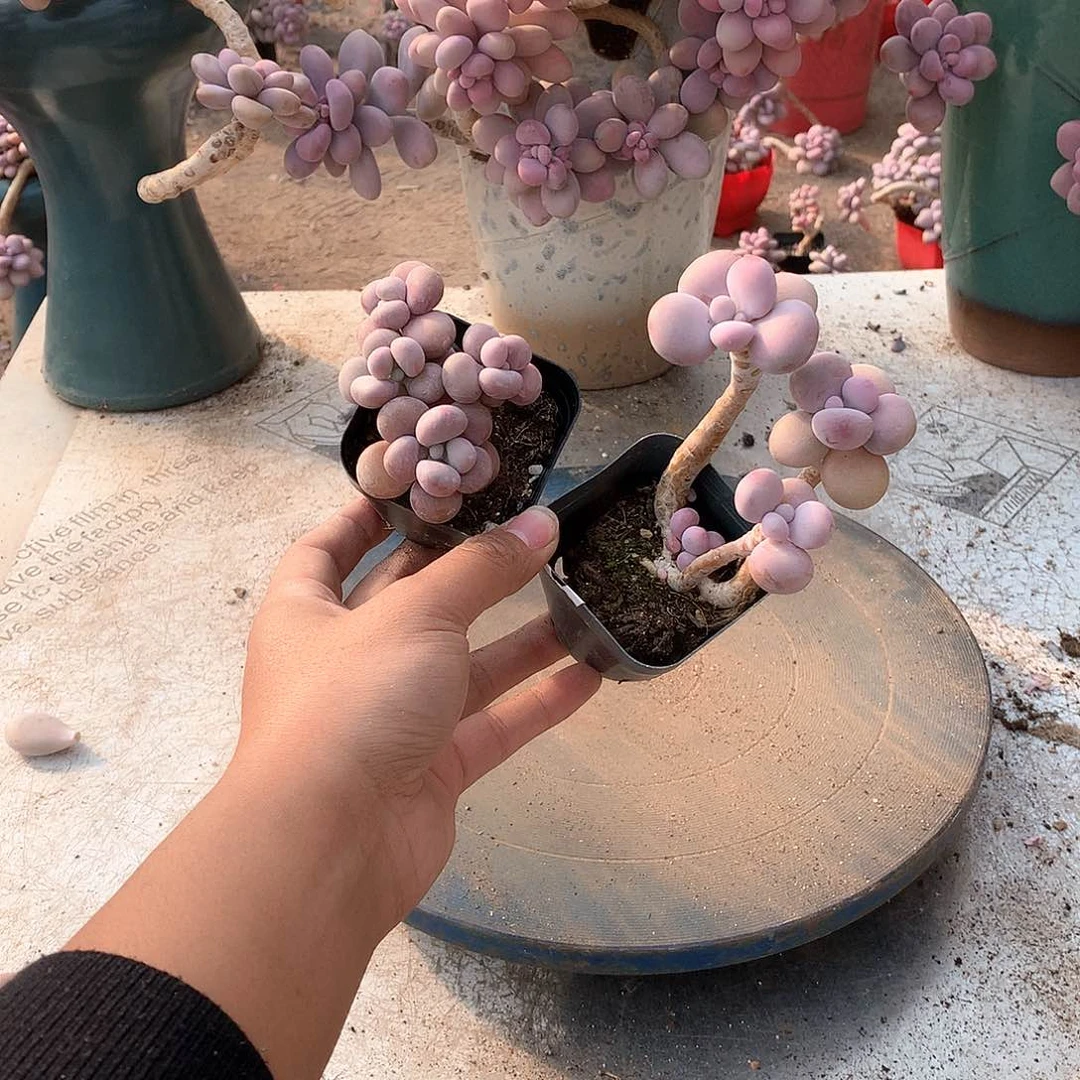 26一物一拍桃蛋两颗