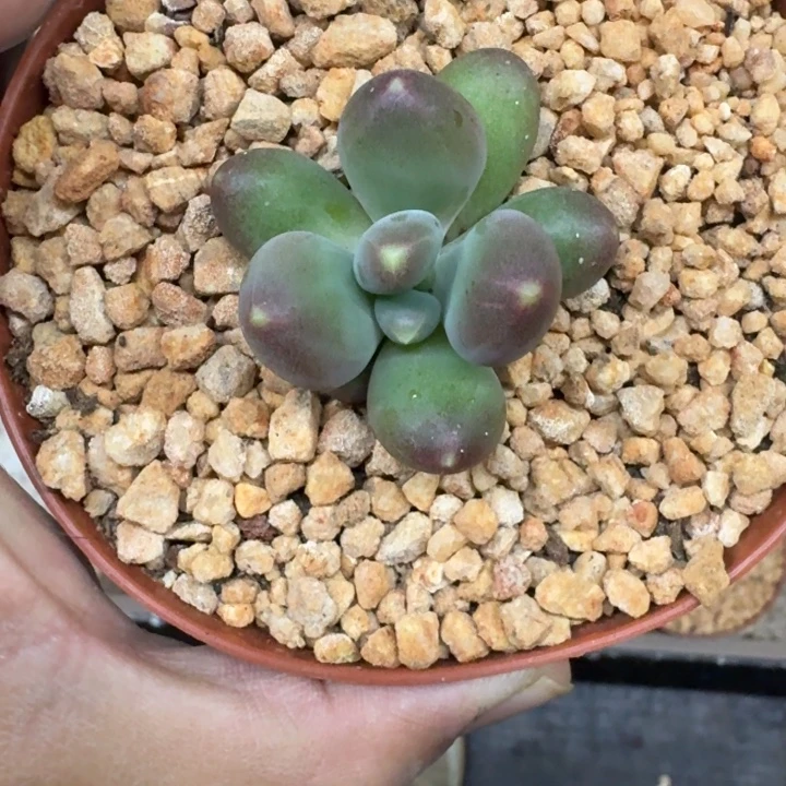 芭比亚 单头 一物一拍